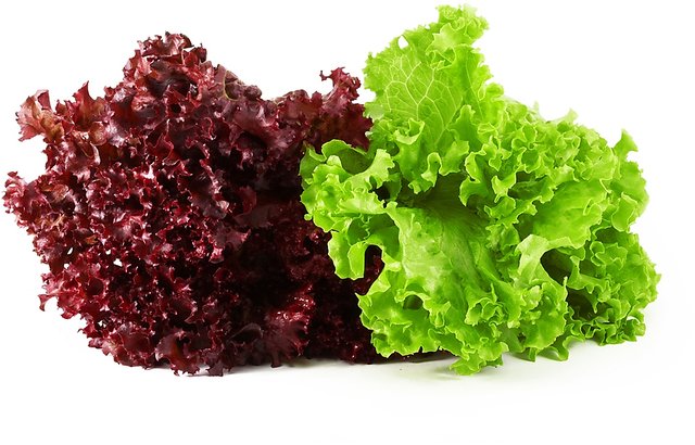 Lettuce Health Benefits and Weight Loss